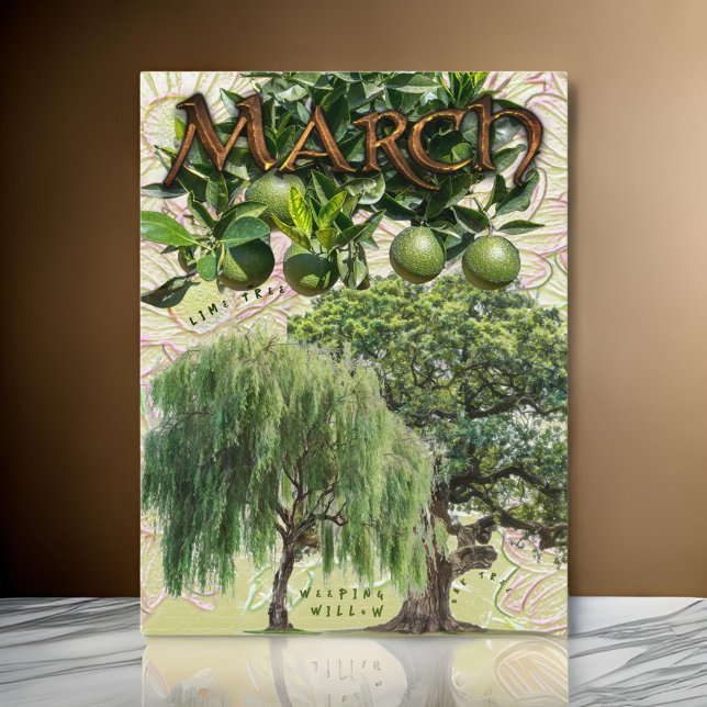 March Month Trees Weeping Willow Lime Oak Postcard (Creator Uploaded)