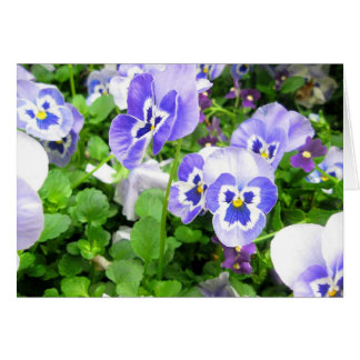 March Pansies