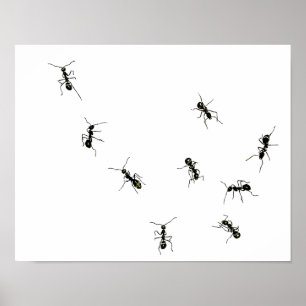 marching ants.png poster
