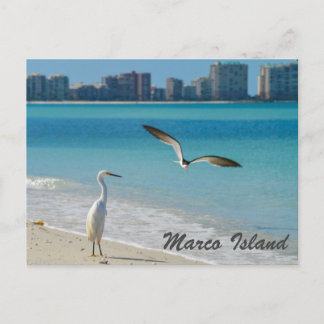 Marco Island Wildlife postcard