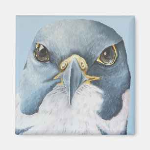 Marco, the Peregrine Falcon Magnet