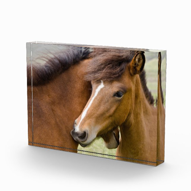 Mare And Colt Photo Block (Right)