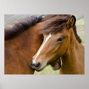 Mare And Colt Poster