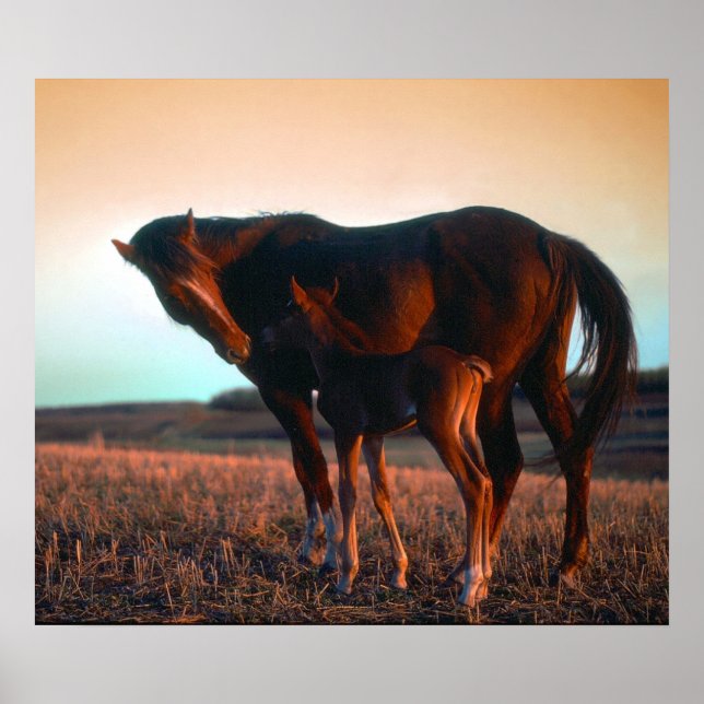 Mare and Colt Poster (Front)