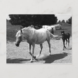 Mare and Filly Postcard