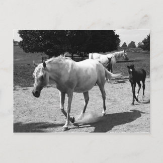 Mare and Filly Postcard