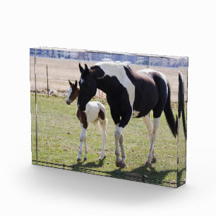 Mare and Filly Walking Photo Block