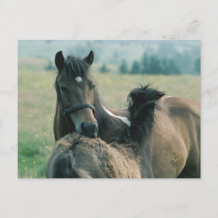 Mare and Foal Grooming Each Other Postcard