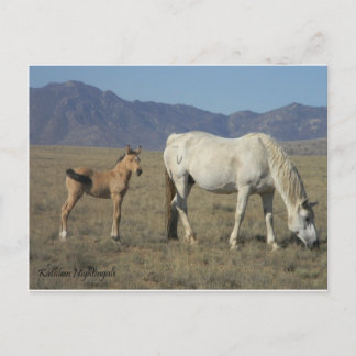 Mare and Foal (Horses) Postcard