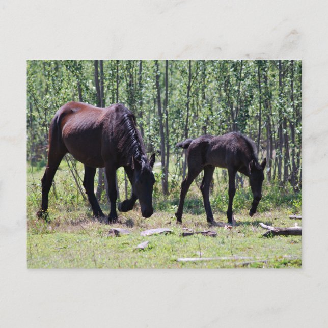 Mare and foal perfectly in sync postcard (Front)