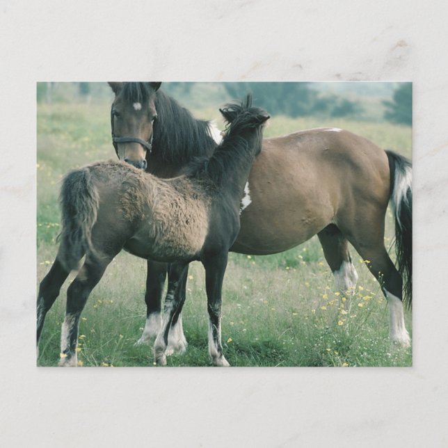 Mare and Foal Postcard (Front)