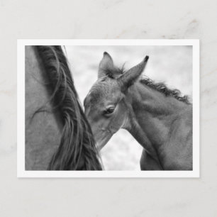 Mare and Foal Postcard