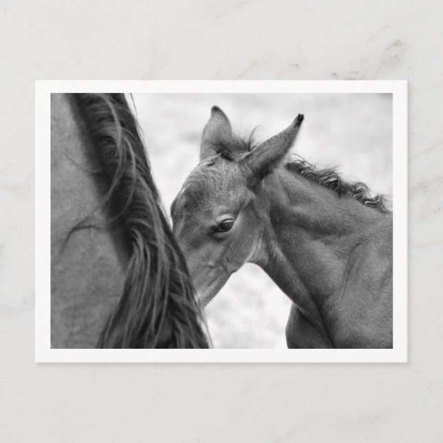 Mare and Foal Postcard (Front)