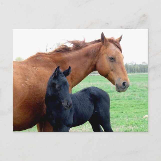 Mare and Her Colt Postcard (Front)
