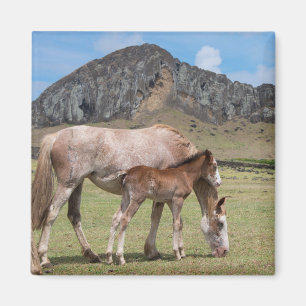 Mare & Colt at Volcanic Crater of Rano Raraku Magnet