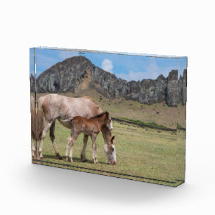 Mare & Colt at Volcanic Crater of Rano Raraku Photo Block