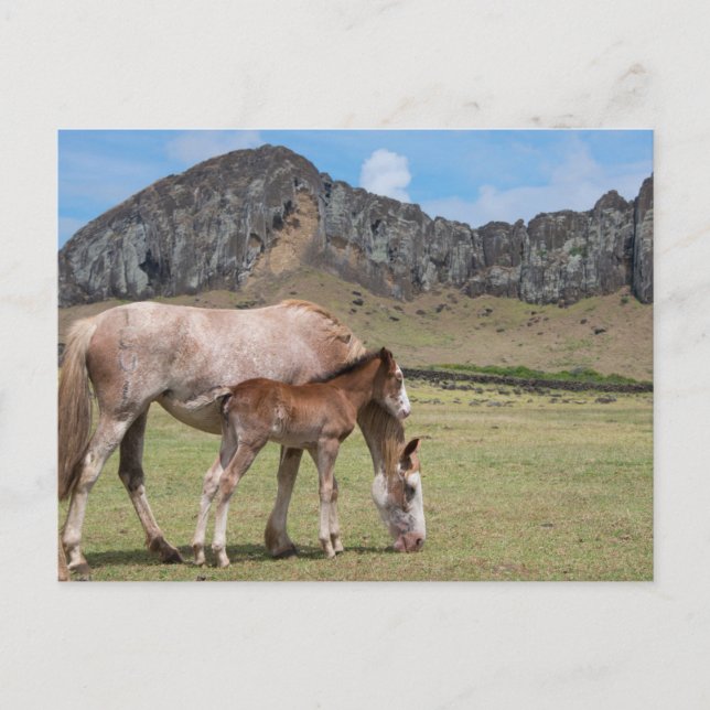 Mare & Colt at Volcanic Crater of Rano Raraku Postcard (Front)