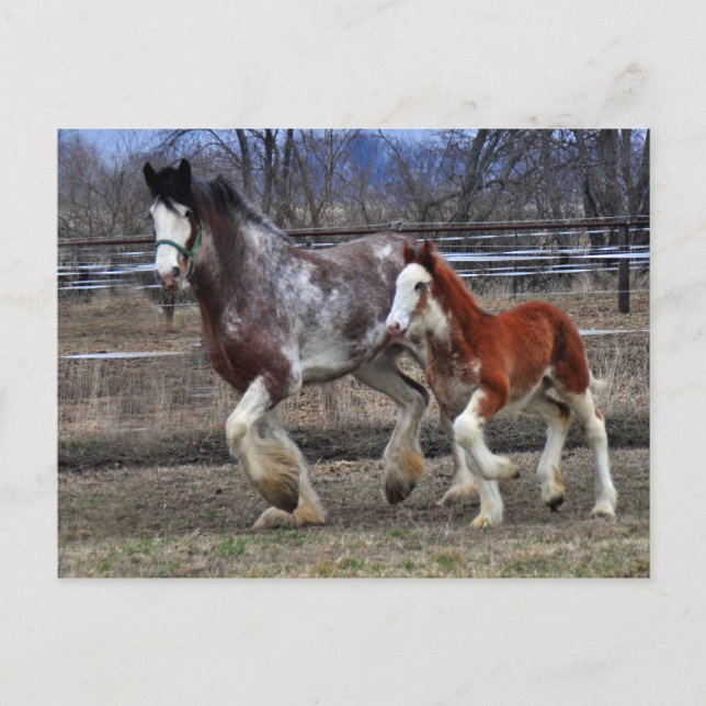 Mare & colt running postcard (Front)