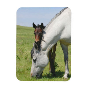 Mare Grazing with Colt Magnet