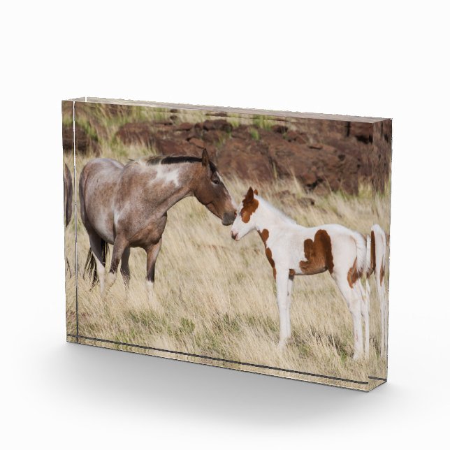 Mare with Colt Photo Block (Right)