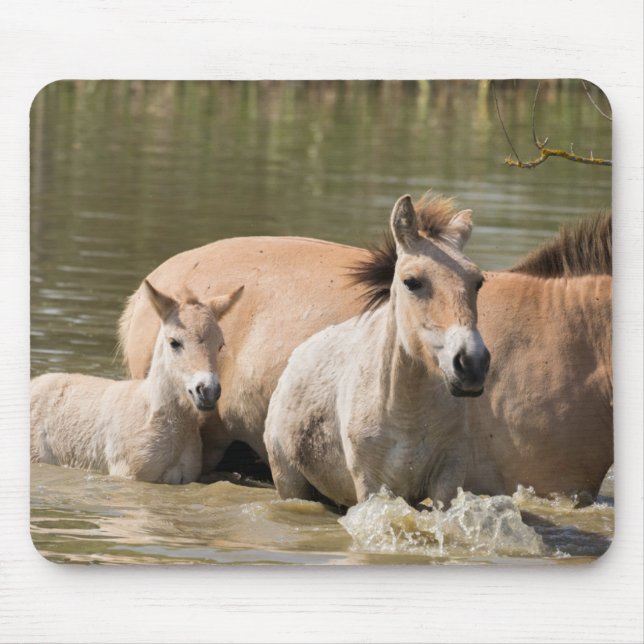 Mare with Foal Crossing a River Mouse Pad (Front)