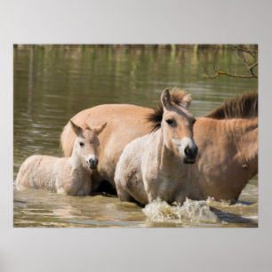 Mare with Foal Crossing a River Poster