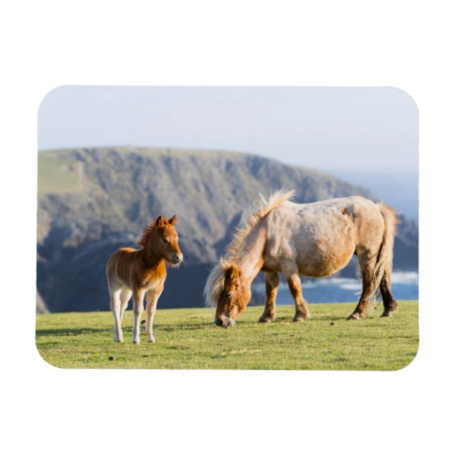 Mare with Foal, Shetland islands, Scotland Magnet (Horizontal)