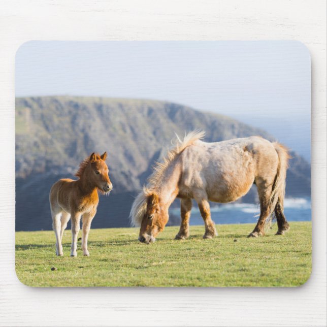 Mare with Foal, Shetland islands, Scotland Mouse Pad (Front)