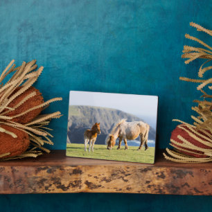 Mare with Foal, Shetland islands, Scotland Plaque
