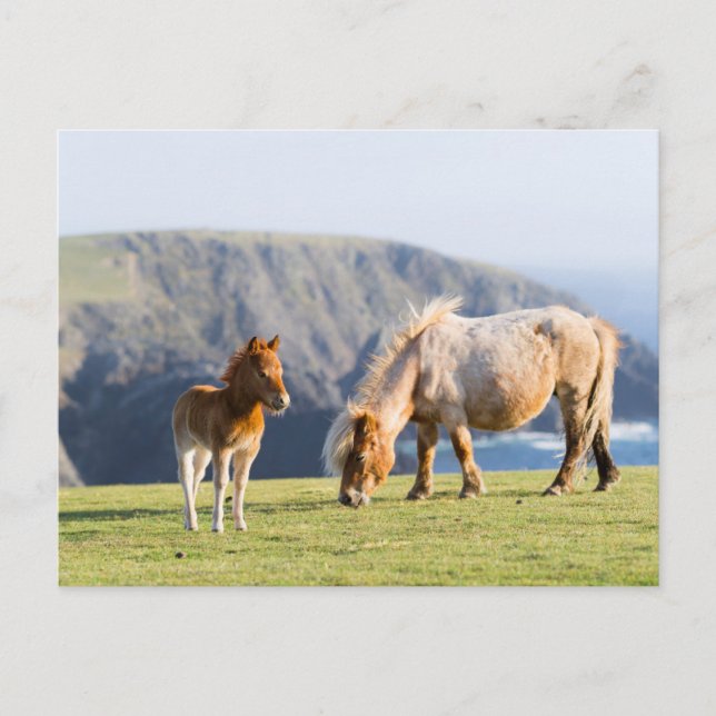 Mare with Foal, Shetland islands, Scotland Postcard (Front)
