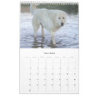 Maremma Sheepdog Calendar