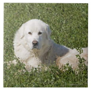 Maremma sheepdog in pasture acts as a livestock ceramic tile