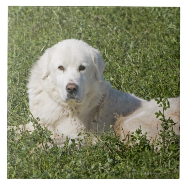 Maremma sheepdog in pasture acts as a livestock ceramic tile (Front)