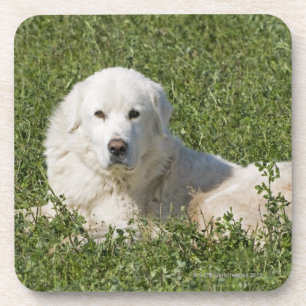 Maremma sheepdog in pasture acts as a livestock coaster