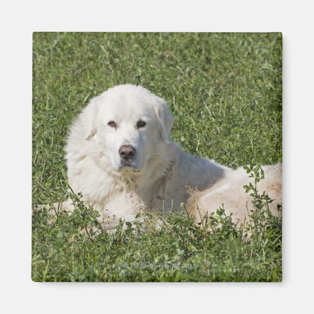 Maremma sheepdog in pasture acts as a livestock magnet (Front)