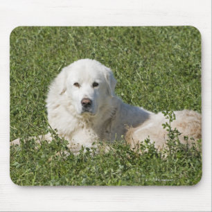 Maremma sheepdog in pasture acts as a livestock mouse pad