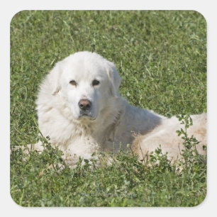Maremma sheepdog in pasture acts as a livestock square sticker