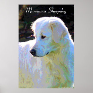 Maremma sheepdog pop art poster