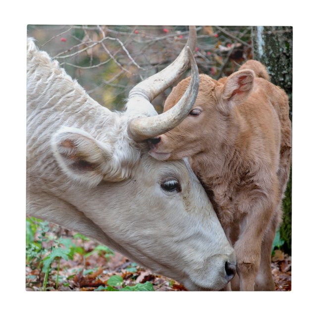 Maremmana Cow and Calf Ceramic Tile (Front)