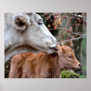 Maremmana Cow Licking Calf Ear Poster