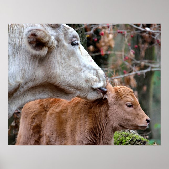 Maremmana Cow Licking Calf Ear Poster (Front)