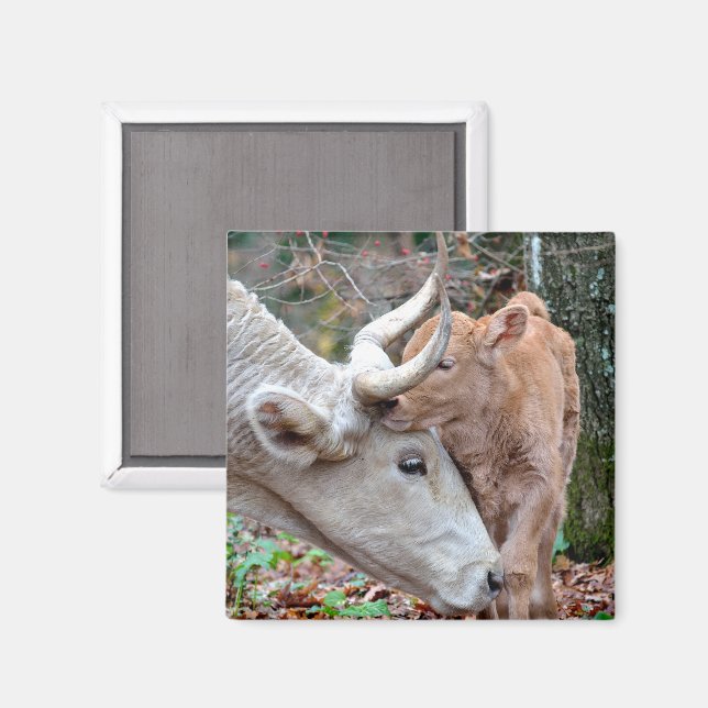 Maremmana Cow Snuggling her Calf Magnet (Front/Back)