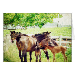 Mares and Foals