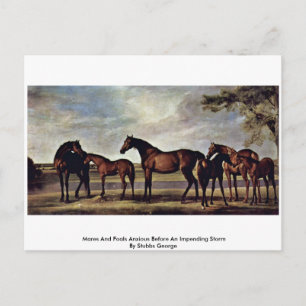 Mares And Foals Anxious Before An Impending Storm Postcard