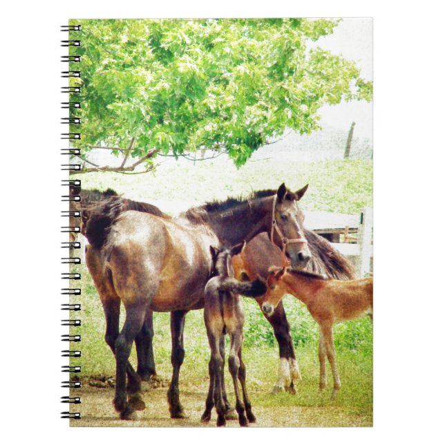 Mares and Foals Notebook (Front)