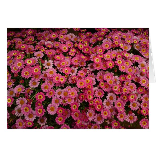 MARGARITA DAISIES (Front Horizontal)