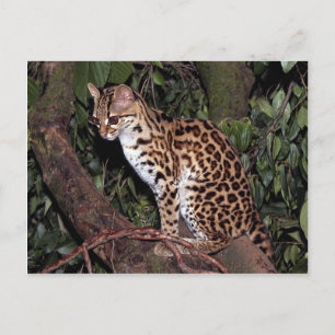 Margay (Felis wiedi) in tree Postcard