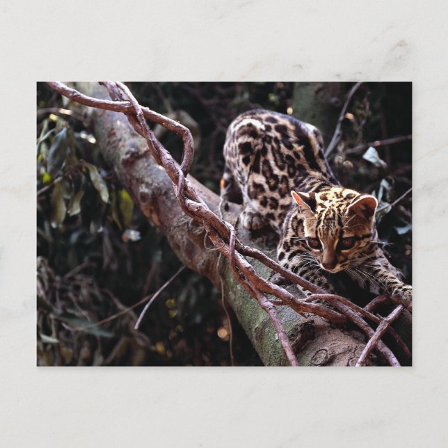Margay (Felis wiedi) in tree Postcard (Front)