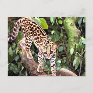 Margay (Felis wiedi) in tree Postcard