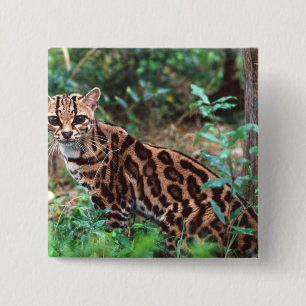 Margay, Leopardus wiedi, Native to Mexico into 15 Cm Square Badge